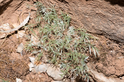 Anthemis cretica, photograph 2