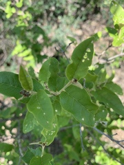 Croton menyharthii