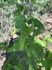 Croton menyharthii