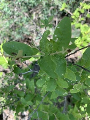 Croton menyharthii
