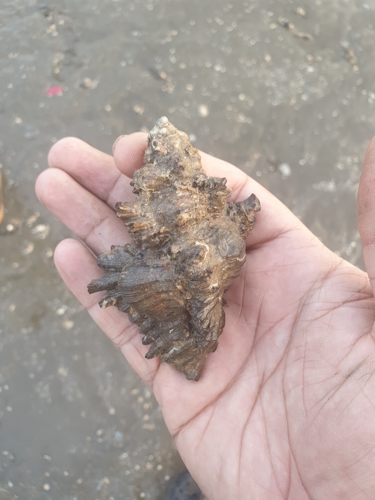 Adusta murex