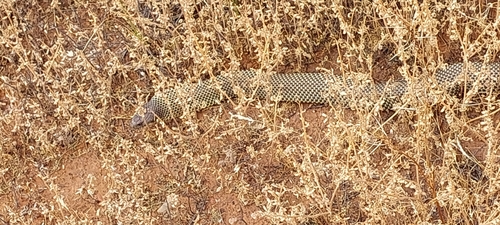 Mulga Snake sighting