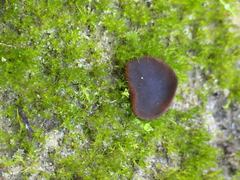 Plicaria