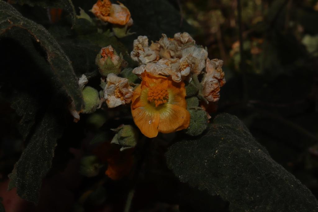 Pseudabutilon scabrum