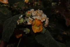 Pseudabutilon scabrum