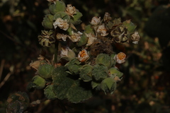 Pseudabutilon scabrum