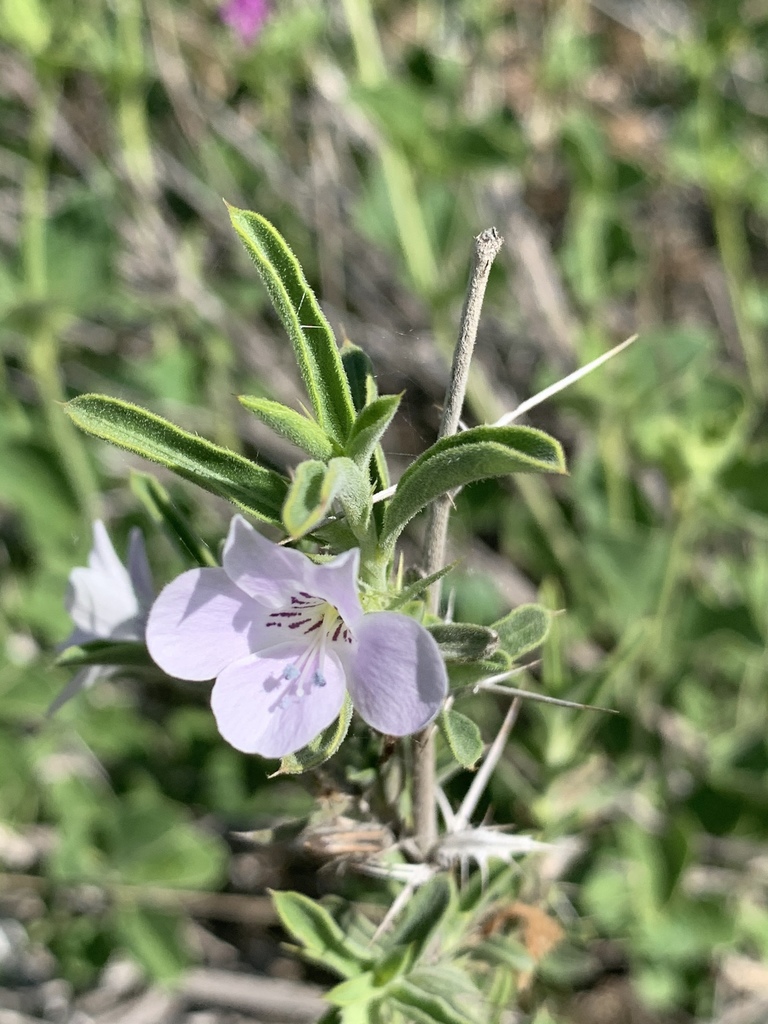 Barleria virgula