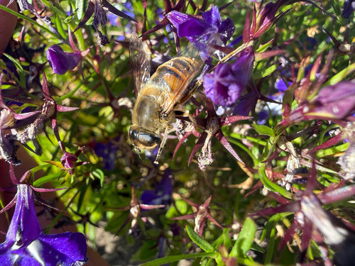 Unknown species found near Central Rd, Rye, NH, US