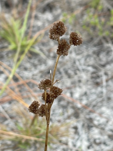 bighead rush (Juncus megacephalus)