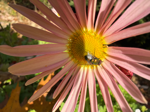 Unknown species found near Central Rd, Rye, NH, US