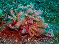 Phyllodesmium longicirrum