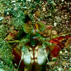 Odontodactylus latirostris