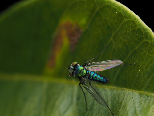 Unknown species found near University, FL, USA