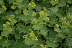 Alchemilla holocycla