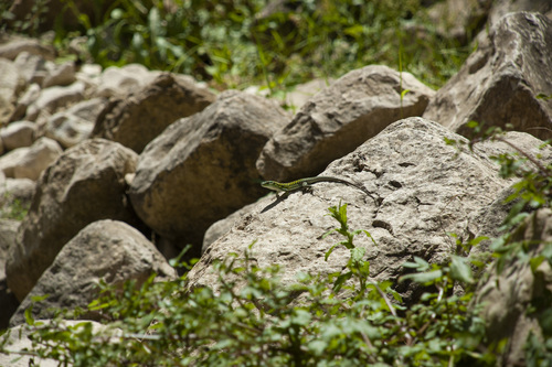 Sicilian Wall Lizard, photo 5 of 10