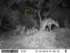 Odocoileus virginianus sinaloae