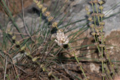 Red Serpentinite Leek (Allium junceum)