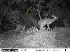 Odocoileus virginianus sinaloae