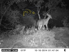 Odocoileus virginianus sinaloae