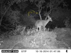 Odocoileus virginianus sinaloae