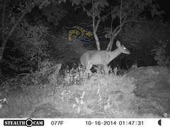 Odocoileus virginianus sinaloae