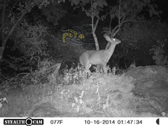 Odocoileus virginianus sinaloae