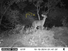 Odocoileus virginianus sinaloae