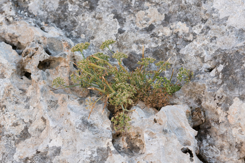 Many-flowered Cumin (Hellenocarum multiflorum)