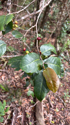 Antidesma platyphyllum observed 2025-10-24