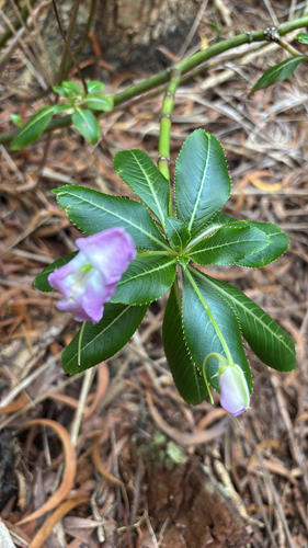 Impatiens sodenii, 2025-10-27