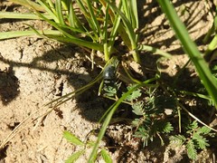 Rhyssomatus marginatus