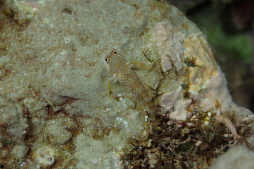 Seychelles blenny (Stanulus seychellensis) — Blenniidae — 5