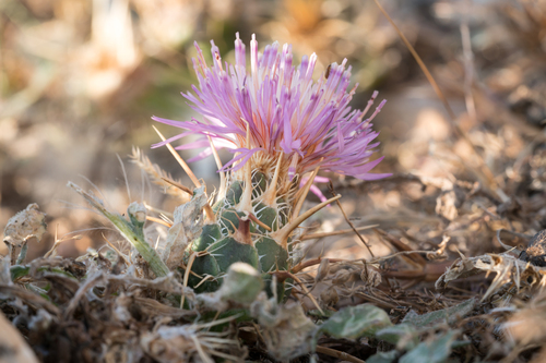 d'Urville's Star-thistle (Centaurea urvillei)