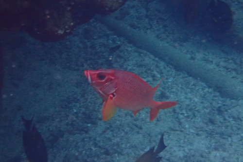 Sabre Squirrelfish