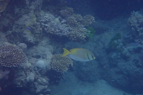 Barred Rabbitfish