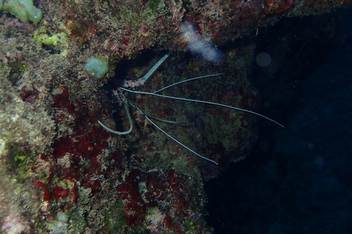 Painted Spiny Lobster