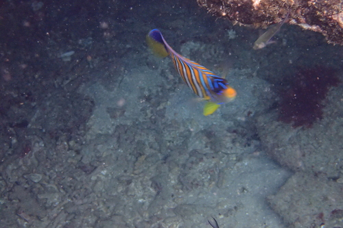 Regal Angelfish