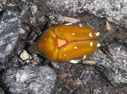 Protaetia bipunctata