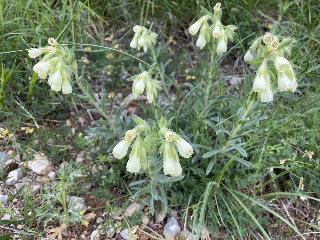 Hairy Golden-drop