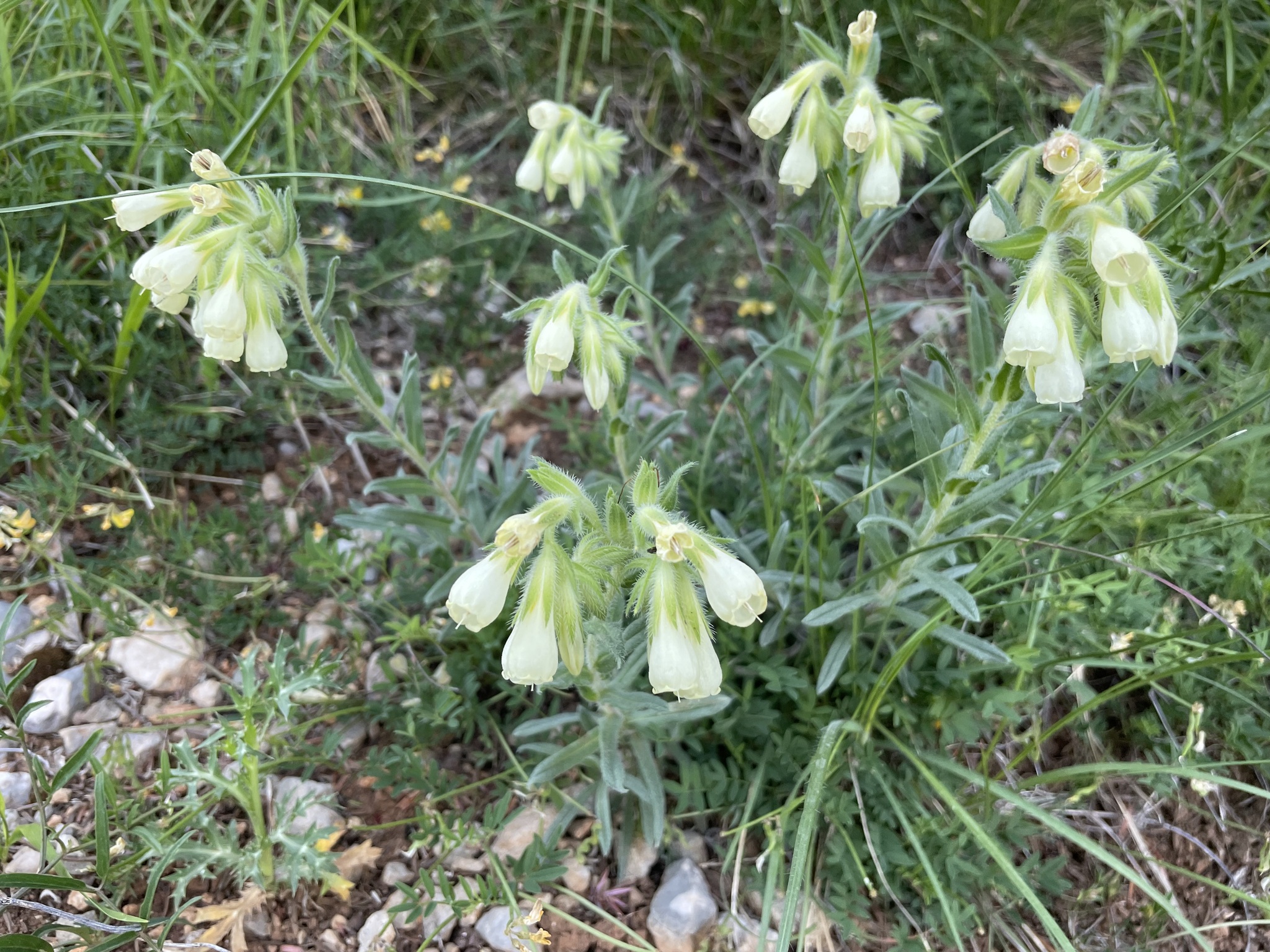 Onosma echioides