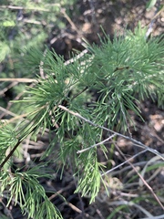 Asparagus aspergillus