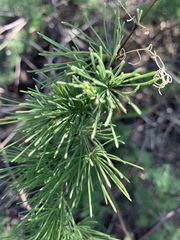 Asparagus aspergillus
