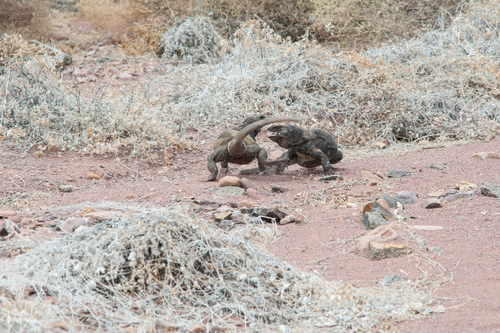 Black Chuckwalla