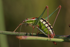 Poecilimon macedonicus