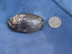 Hamiota subangulata
