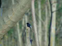 Phoenicurus ochruros