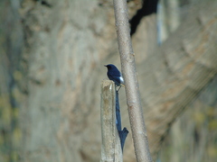 Phoenicurus ochruros