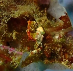 Hippocampus pontohi