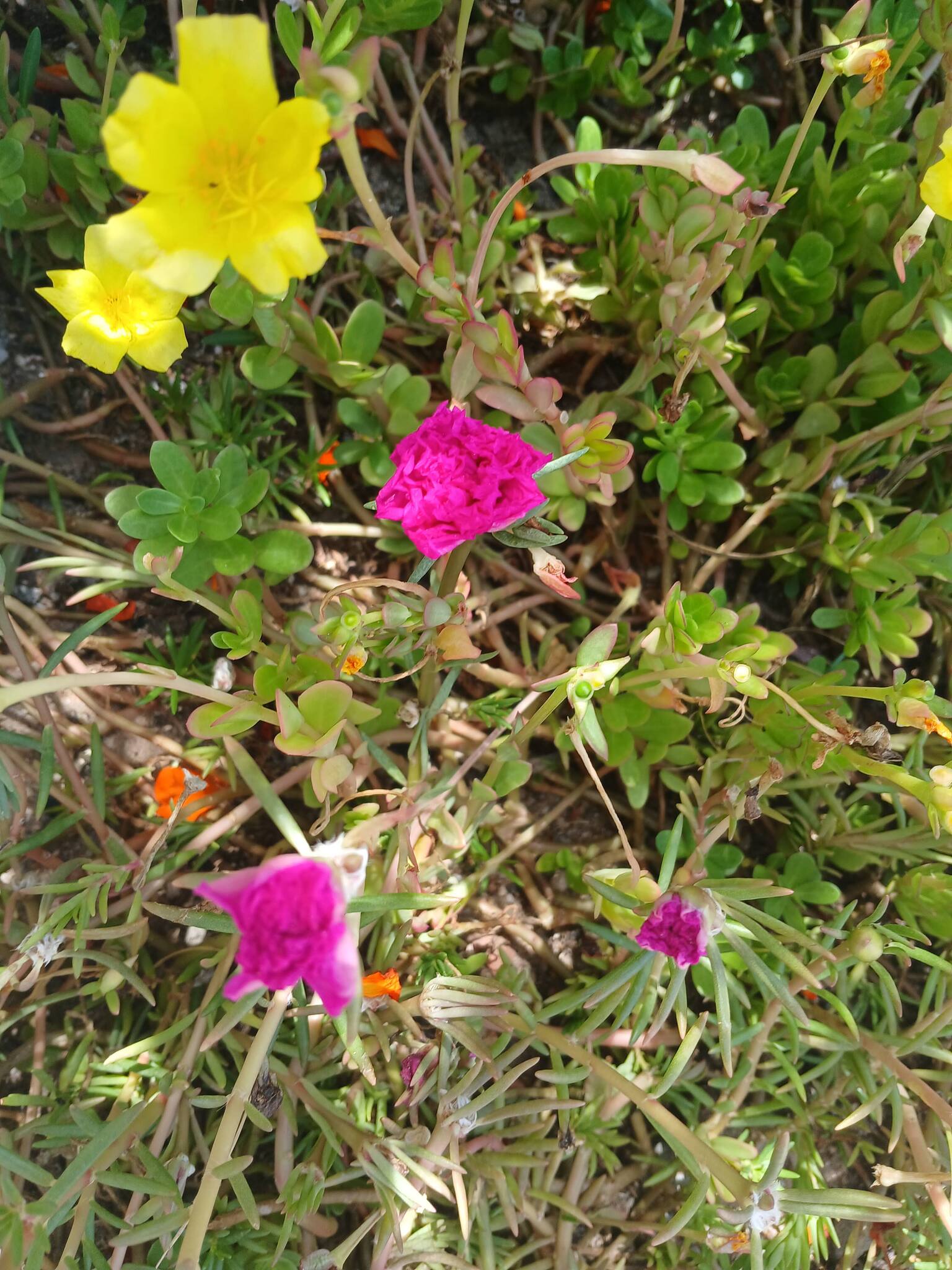Portulaca grandiflora