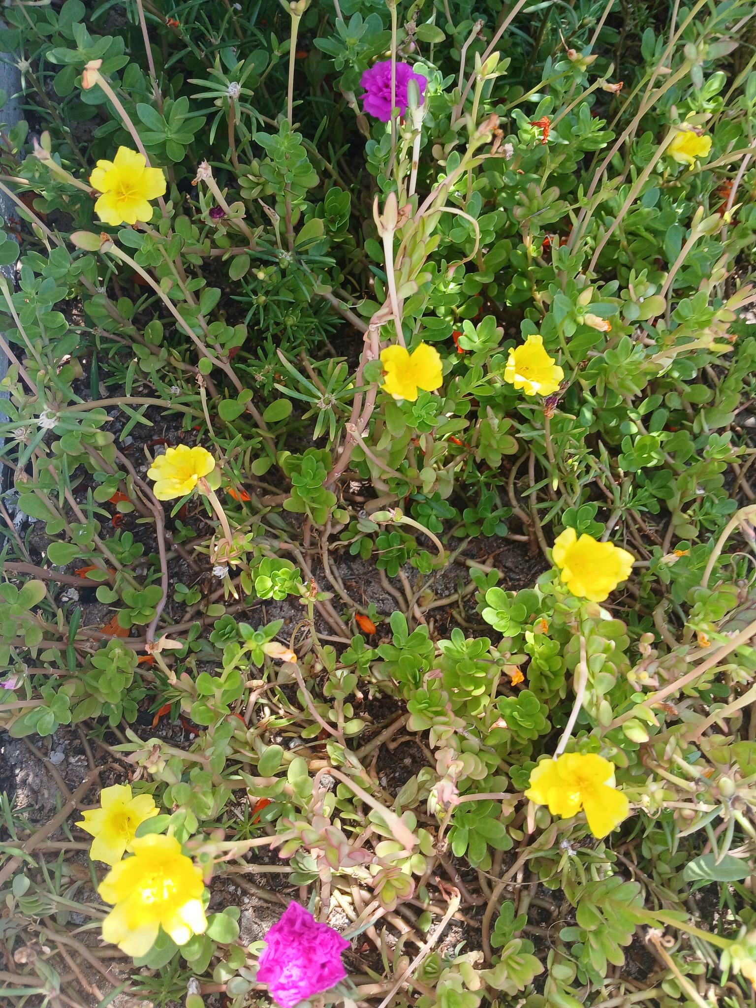 Portulaca umbraticola